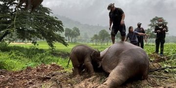 Slonica pala u nesvijest spašavajući mlado, pogledajte kako su je oživjeli!