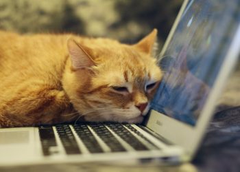 Zašto mačke sjede na laptopu?