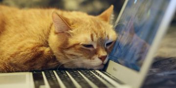 Zašto mačke sjede na laptopu?