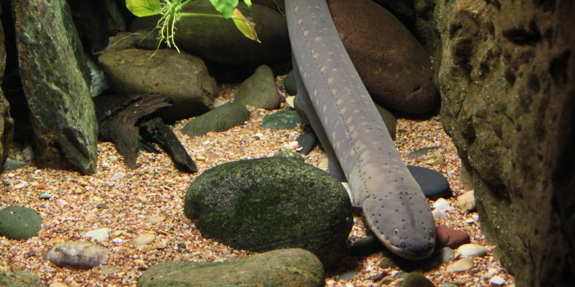 Kako su električne jegulje postale električne?