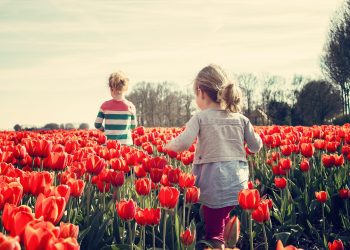 Robochop čini podrezivanje vrta jednostavnijim