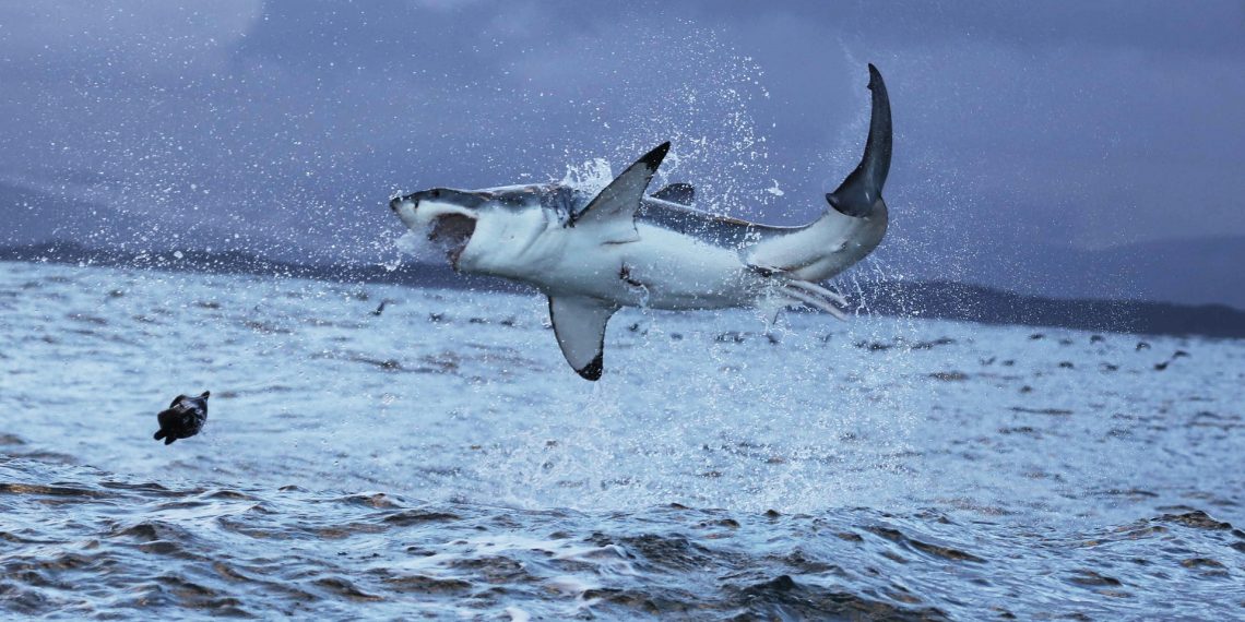 Klimatska kriza: Veliki bijeli morski psi proširuju sjeverni domet za 600 kilometara kako se oceani zagrijavaju