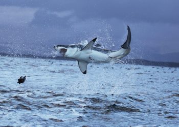 Klimatska kriza: Veliki bijeli morski psi proširuju sjeverni domet za 600 kilometara kako se oceani zagrijavaju