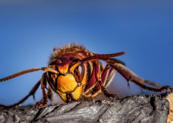 Stršljeni ubojice’ imaju novo zajedničko ime: Sjeverni divovski stršljen
