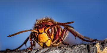 Stršljeni ubojice’ imaju novo zajedničko ime: Sjeverni divovski stršljen