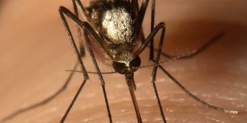 Otkriveno je što komarce privlači kod ljudi