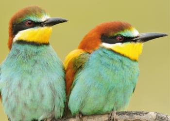 EU PROPISOM RESTAURACIJA PRIRODE BIT ĆE OBVEZUJUĆA ZA SVE ČLANICE