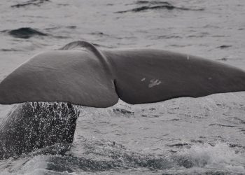 Južni kitovi perajari oporavili su se u velikom broju na Antarktiku
