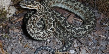 U Kini otkrivena nova zmija koja trajno paralizira čovjeka