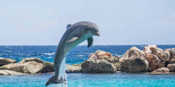 Potraga za delfinom koji ujeda plivače