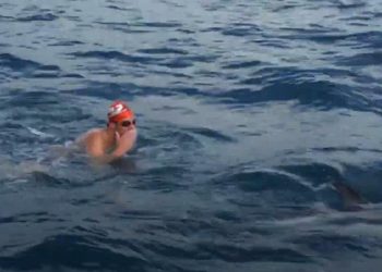 VIDEO: DELFINI SPASILI PLIVAČA OD VELIKE BIJELE AJKULE