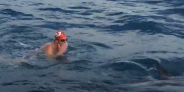 VIDEO: DELFINI SPASILI PLIVAČA OD VELIKE BIJELE AJKULE