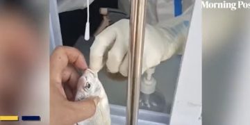 Da li se pretjeruje: U Kini i morske životinje testiraju na koronavirus