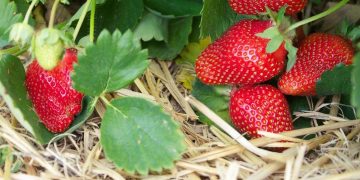 Srce ljeta najbolje je razdoblje za sadnju omiljenih jagoda