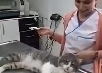 Ova maca toliko se voli maziti da veterinarki pravi probleme
