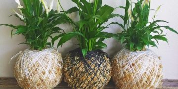 Mirni ljiljan – savršen čistač zraka u domu kojeg ne morate često zalijevati