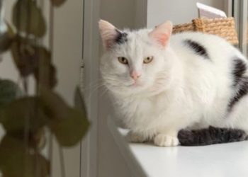 Par je hranio mačka lutalicu i izgradio mu kućicu, kasnije su ga udomili