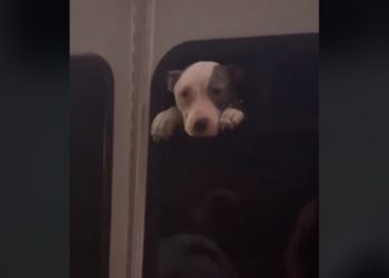 Žena spasila kujicu iz napuštenog autobusa pa ju je udomila