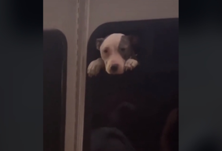 Žena spasila kujicu iz napuštenog autobusa pa ju je udomila