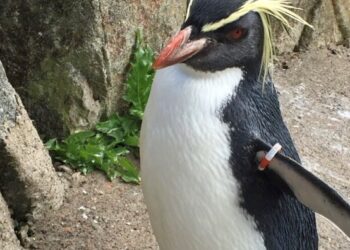 Tuga u ZOO-u u Edinburghu: uginula najstarija ženka pingvina nakon što ju je napala lisica