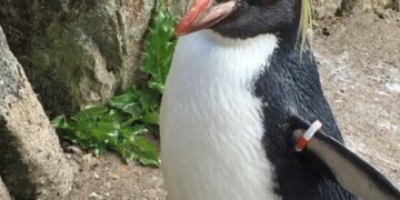 Tuga u ZOO-u u Edinburghu: uginula najstarija ženka pingvina nakon što ju je napala lisica