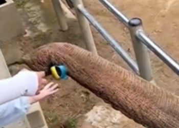 Slon u ZOO-u vratio dječaku cipelu