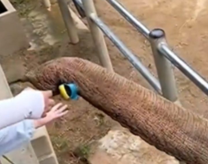 Slon u ZOO-u vratio dječaku cipelu