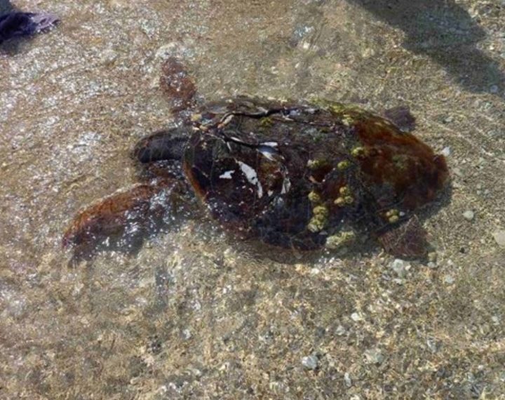 U moru u blizini Rovinja spašena glavata želva