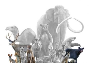 Rekonstrukcija prehrane iz ledenog doba otkriva raspetljavanje mreže života