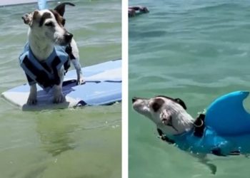 Ovaj pas toliko voli kupanje da su vlasnici deset sati vozili da bi stigli do plaže