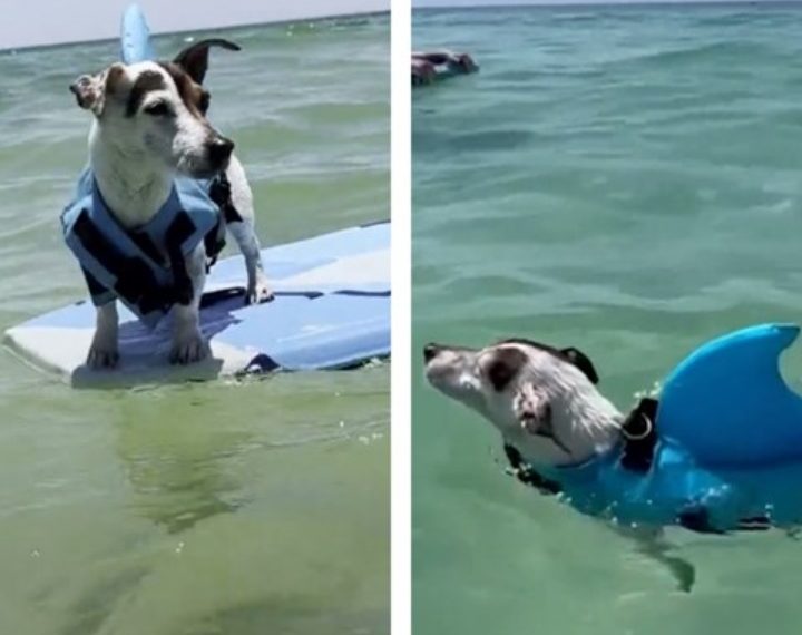 Ovaj pas toliko voli kupanje da su vlasnici deset sati vozili da bi stigli do plaže