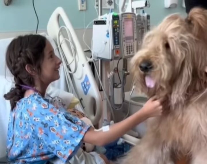 Ovaj pas posjećuje djecu u bolnici, ljudi su oduševljeni njime