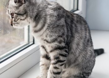 Tužno i neodgovorno: vlasnica otišla na dulji odmor i ostavila mačku samu kod kuće