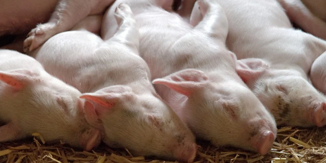 Znanstvenici oživjeli stanice mrtvih svinja, predvodio ih hrvatski stručnjak