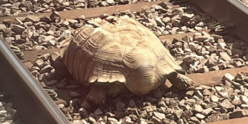 Golema ozlijeđena kornjača na nekoliko sati zaustavila željeznički promet