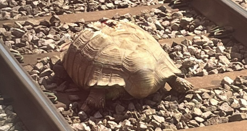 Golema ozlijeđena kornjača na nekoliko sati zaustavila željeznički promet