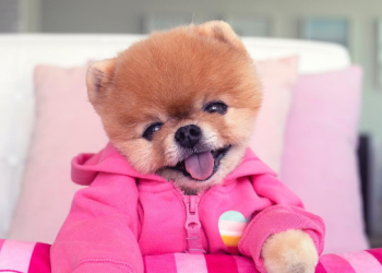 Ovo su najplaćeniji “ljubimci influenseri”, zarađuju i do 200.000 kuna po objavi