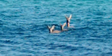 Potražile spas od vrućina: Tri srne se kupale u moru kod Novigrada