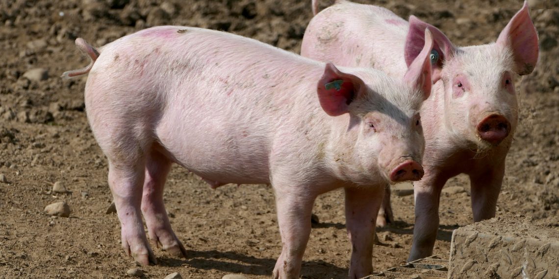 Otkriveno je da soj superbakterije vrlo otporan na antibiotike može zaraziti ljude