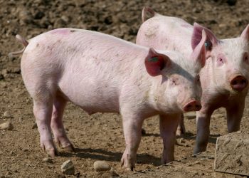 Otkriveno je da soj superbakterije vrlo otporan na antibiotike može zaraziti ljude