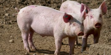 Otkriveno je da soj superbakterije vrlo otporan na antibiotike može zaraziti ljude