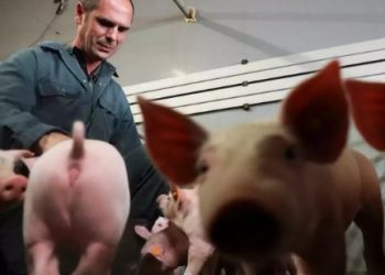 Oživjeli organe i stanice mrtvih svinja