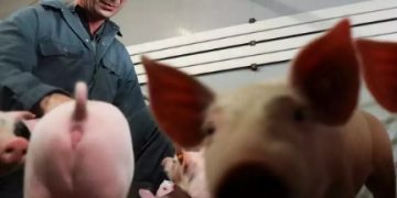 Oživjeli organe i stanice mrtvih svinja