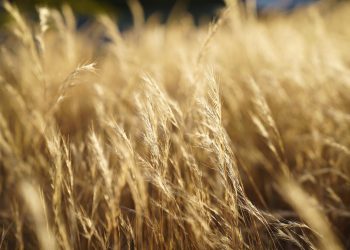 Toplinski valovi neće nestati.  Evo kako se možemo pripremiti