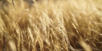 Toplinski valovi neće nestati.  Evo kako se možemo pripremiti