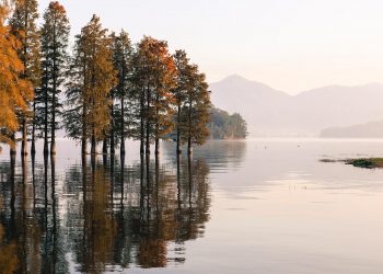Čak i najmanje klimatske promjene mogu dovesti do sveobuhvatnih promjena u najsjevernijim šumama