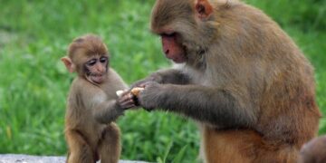 Strašno: Pomahnitali ljudi ubijaju majmune zbog boginja