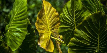 Brane hidroelektrana uzrokuju široko rasprostranjeno izumiranje vrsta diljem amazonskih šumskih otoka