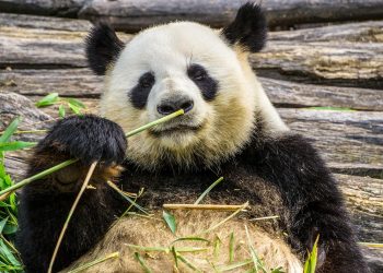 Novo otkriće vrste pandi koje je moglo biti posljednje u Europi