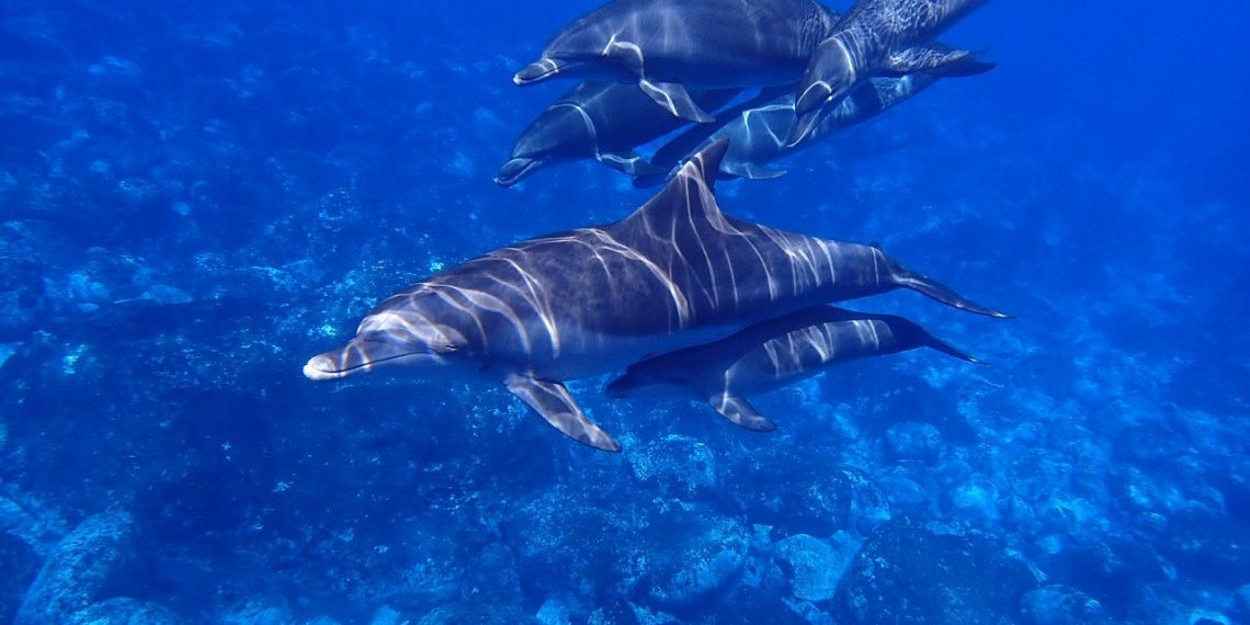 Dupini tvore najveću mrežu saveza nakon ljudi